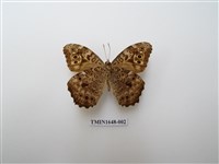 藏品(布氏蔭眼蝶)的圖片